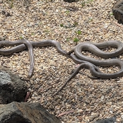 Pseudonaja textilis at Acton, ACT - 7 Oct 2025 01:11 PM