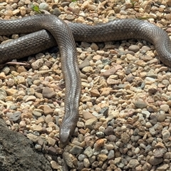 Pseudonaja textilis at Acton, ACT - 7 Oct 2025 01:11 PM