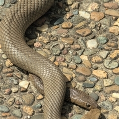 Pseudonaja textilis at Acton, ACT - 7 Oct 2025 01:11 PM