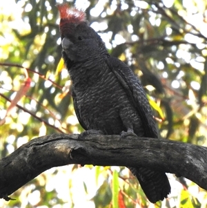 Callocephalon fimbriatum at Acton, ACT - 8 Oct 2025 by HelenCross