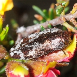 Diphucrania acuducta at O'Connor, ACT - 8 Oct 2025 by Harrisi