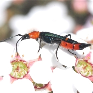 Unverified Beetle (Coleoptera) at O'Connor, ACT - 8 Oct 2025 by Harrisi