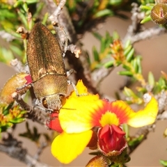 Melobasis propinqua (Propinqua jewel beetle) at O'Connor, ACT - 8 Oct 2025 by Harrisi