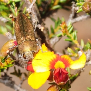 Melobasis propinqua (Propinqua jewel beetle) at O'Connor, ACT - 8 Oct 2025 by Harrisi