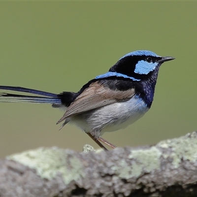 Malurus cyaneus (Superb Fairywren) at Strathnairn, ACT - 8 Oct 2025 by TimL