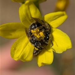 Lasioglossum (Chilalictus) sp. (genus & subgenus) at Holder, ACT - Yesterday by Miranda