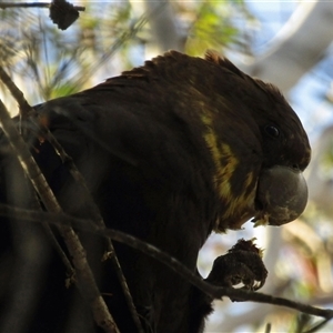 Calyptorhynchus lathami lathami (Glossy Black-Cockatoo) by GITM2