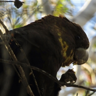 Calyptorhynchus lathami lathami (Glossy Black-Cockatoo) at  - suppressed by GITM2