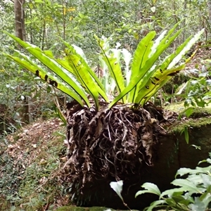 Asplenium australasicum (Bird's Nest Fern, Crow's Nest Fern) at High Range, NSW - 6 Oct 2025 by plants