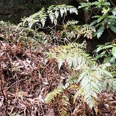 Davallia solida var. pyxidata (Hare's Foot Fern) at Endrick, NSW - 6 Oct 2025 by plants
