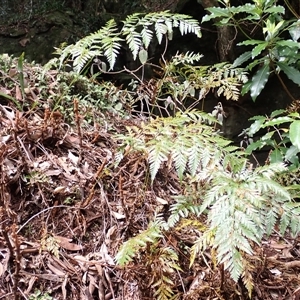 Davallia solida var. pyxidata (Hare's Foot Fern) at Endrick, NSW - 6 Oct 2025 by plants