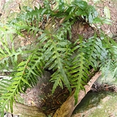Microsorum scandens (Fragrant Fern) at Endrick, NSW - 6 Oct 2025 by plants