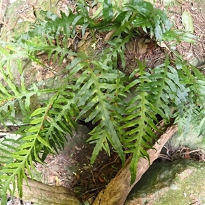 Microsorum scandens (Fragrant Fern) at Endrick, NSW - 6 Oct 2025 by plants