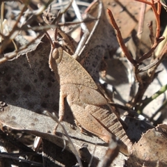 Goniaea australasiae (Gumleaf grasshopper) at Pialligo, ACT - 26 Oct 2024 by MichaelBedingfield