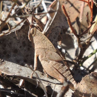 Goniaea australasiae (Gumleaf grasshopper) at Pialligo, ACT - 26 Oct 2024 by MichaelBedingfield