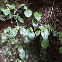 Fieldia australis at Endrick, NSW - 6 Oct 2025 by plants