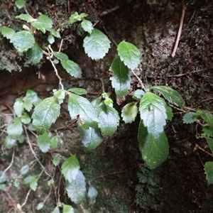 Fieldia australis at Endrick, NSW - 6 Oct 2025 by plants