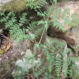 Histiopteris incisa (Bat's-Wing Fern) at Endrick, NSW - 6 Oct 2025 by plants