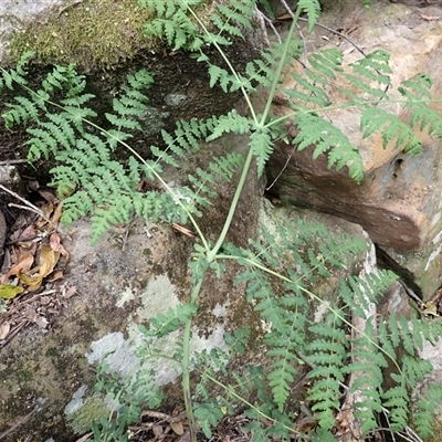 Histiopteris incisa (Bat's-Wing Fern) at Endrick, NSW - 6 Oct 2025 by plants