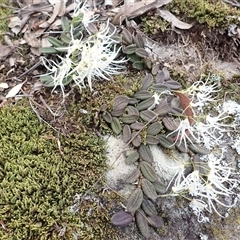Dockrillia linguiformis (Thumb-nail Orchid) at Mundamia, NSW - 6 Oct 2025 by plants