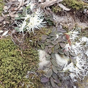 Dockrillia linguiformis (Thumb-nail Orchid) at Mundamia, NSW - 6 Oct 2025 by plants