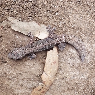 Amalosia lesueurii (Lesueur's Velvet Gecko) at Mundamia, NSW - 6 Oct 2025 by plants