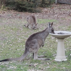 Macropus giganteus (Eastern Grey Kangaroo) at Conder, ACT - 13 Aug 2025 by MichaelBedingfield