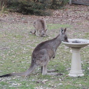 Macropus giganteus (Eastern Grey Kangaroo) at Conder, ACT - 13 Aug 2025 by MichaelBedingfield