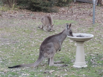 Macropus giganteus (Eastern Grey Kangaroo) at Conder, ACT - 13 Aug 2025 by MichaelBedingfield