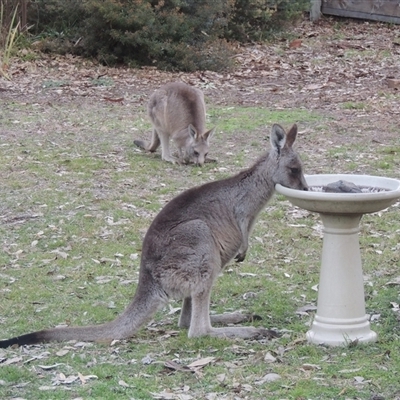 Macropus giganteus (Eastern Grey Kangaroo) at Conder, ACT - 13 Aug 2025 by MichaelBedingfield