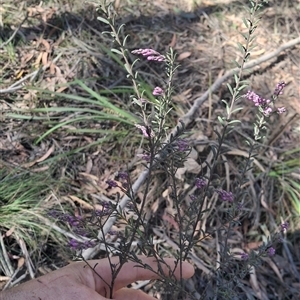 Unverified Plant by Dron