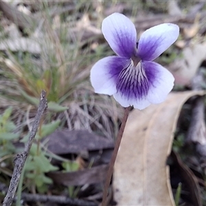 Unverified Plant by Dron
