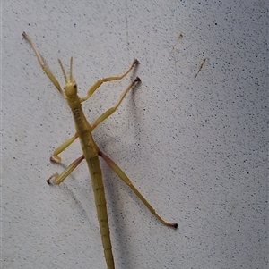 Unverified Stick insect (Phasmatodea) by Dron