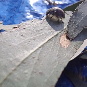 Unverified Insect by Dron