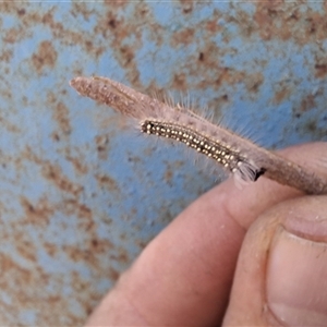 Unverified Insect by Dron