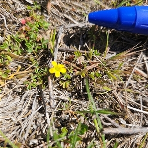 Unverified Other Wildflower or Herb at Googong, NSW - Today by BrianSummers