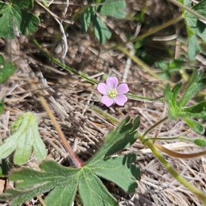 Unverified Other Wildflower or Herb at Googong, NSW - Today by BrianSummers