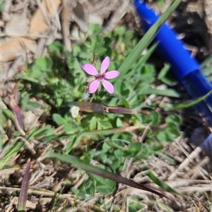 Unverified Other Wildflower or Herb at Googong, NSW - Today by BrianSummers