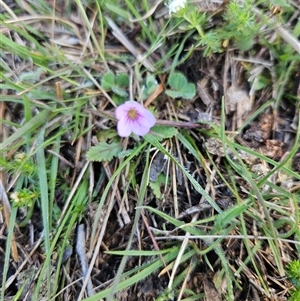 Unverified Other Wildflower or Herb at Googong, NSW - Today by BrianSummers