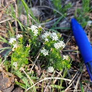 Unverified Other Wildflower or Herb at Googong, NSW - Today by BrianSummers