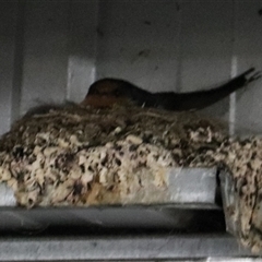 Hirundo neoxena (Welcome Swallow) at Dickson, ACT - 2 Oct 2025 by Lisa.Jok