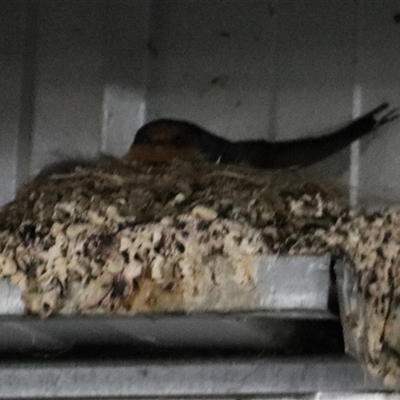 Hirundo neoxena (Welcome Swallow) at Dickson, ACT - 2 Oct 2025 by Lisa.Jok