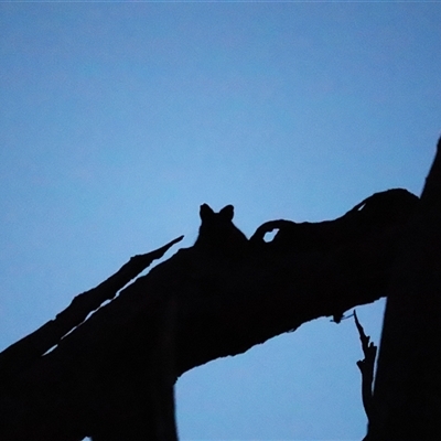 Trichosurus vulpecula at Kenny, ACT - 8 Oct 2025 by Lisa.Jok
