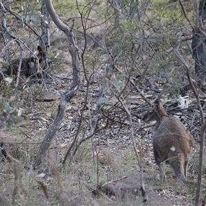 Notamacropus rufogriseus at Watson, ACT - 8 Oct 2025 by Lisa.Jok