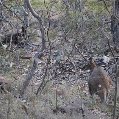 Notamacropus rufogriseus (Red-necked Wallaby) at Watson, ACT - 8 Oct 2025 by Lisa.Jok