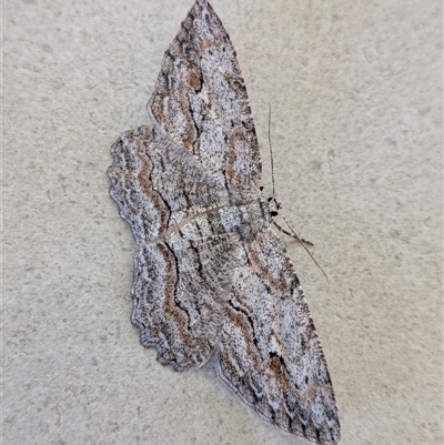 Ectropis excursaria (Common Bark Moth) at Franklin, ACT - Today by chriselidie
