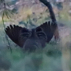 Phaps chalcoptera (Common Bronzewing) at Watson, ACT - 8 Oct 2025 by Lisa.Jok
