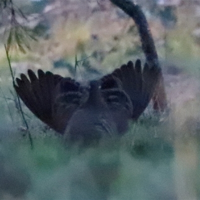 Phaps chalcoptera (Common Bronzewing) at Watson, ACT - 8 Oct 2025 by Lisa.Jok