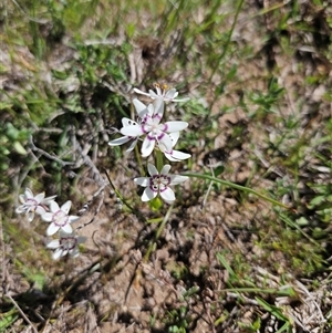 Unverified Other Wildflower or Herb at Googong, NSW - Today by BrianSummers