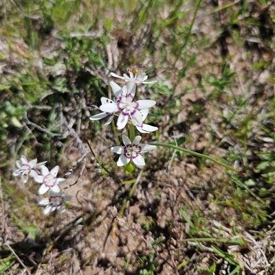 Wurmbea dioica subsp. dioica (Early Nancy) at Googong, NSW - 10 Oct 2025 by BrianSummers